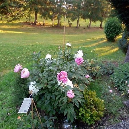 Schwarzwald - Villa Appartments Titisee エクステリア 写真