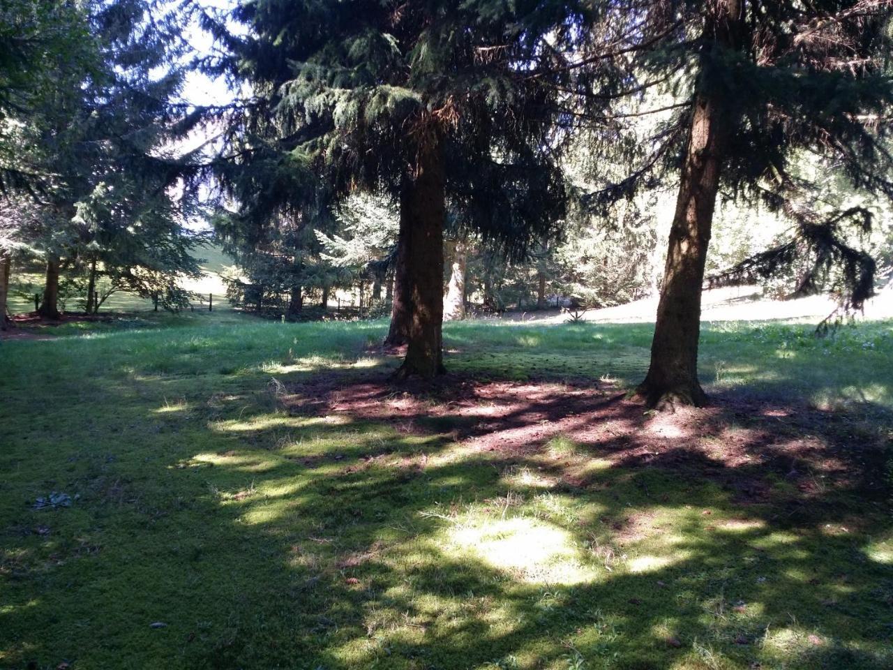 Schwarzwald - Villa Appartments Titisee エクステリア 写真